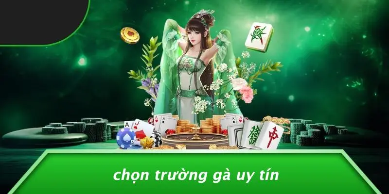 ĐÁ GÀ RỒNG: HUYỀN THOẠI SÂN CHIẾN KHÔNG THỂ BỎ QUA 2 Chọn Trường Gà Uy Tín