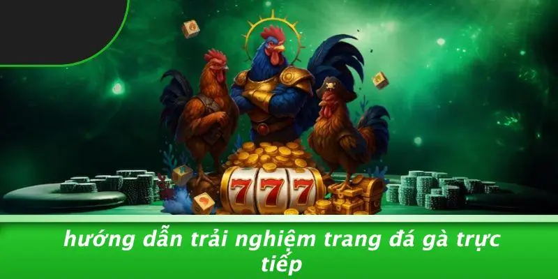 TRANG ĐÁ GÀ TRỰC TIẾP: HƯỚNG DẪN ĐẶT CƯỢC KỊCH TÍNH 2 Hướng Dẫn Trải Nghiệm Trang Đá Gà Trực Tiếp